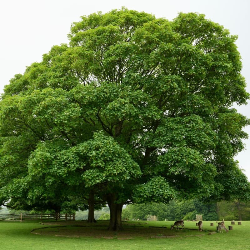 Sycamore Tree