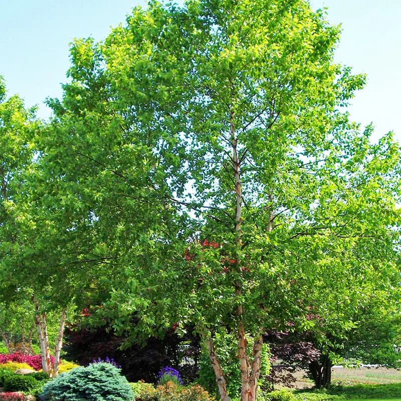 River Birch Tree