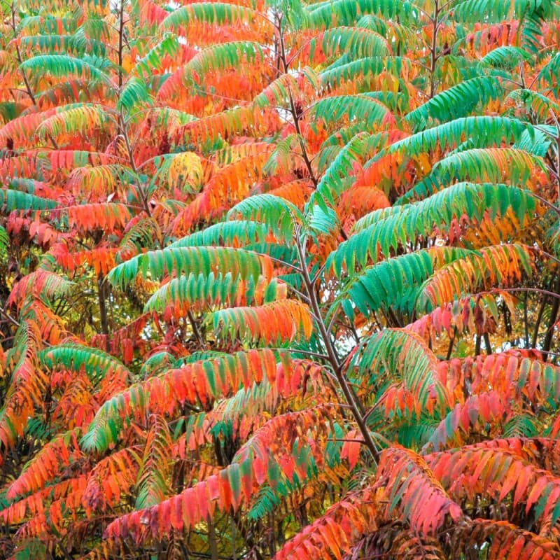 Sumac Tree
