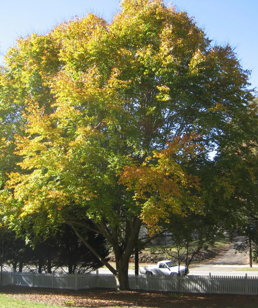 American Beech Tree