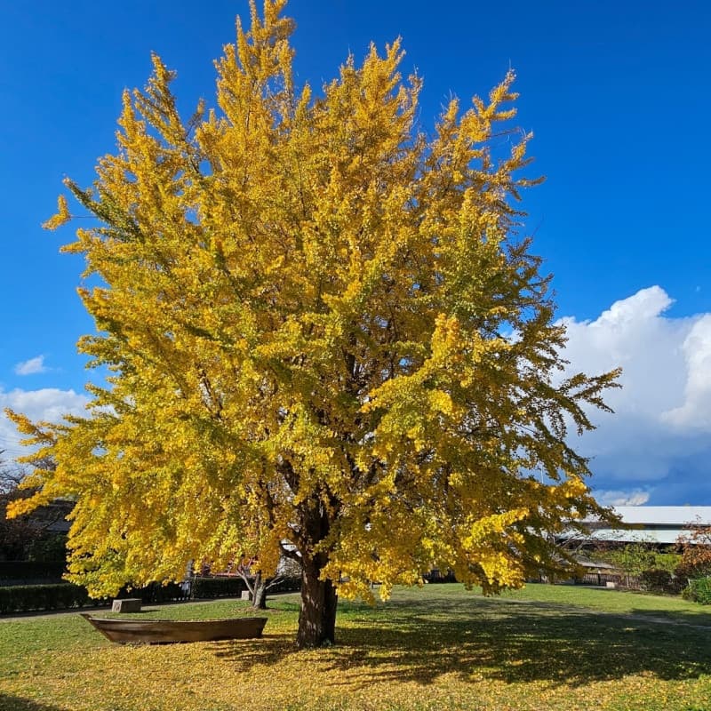 Tree of Life - Gingko Biloba