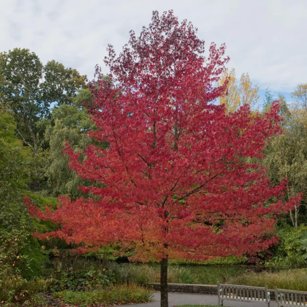 sweet gum tree