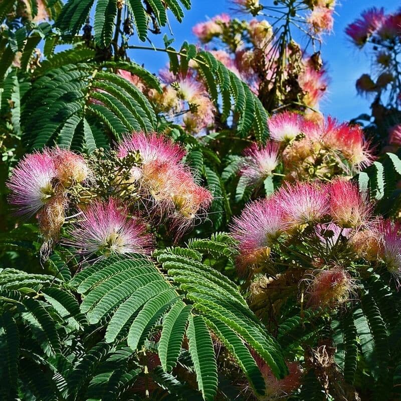 Persian Silk Tree