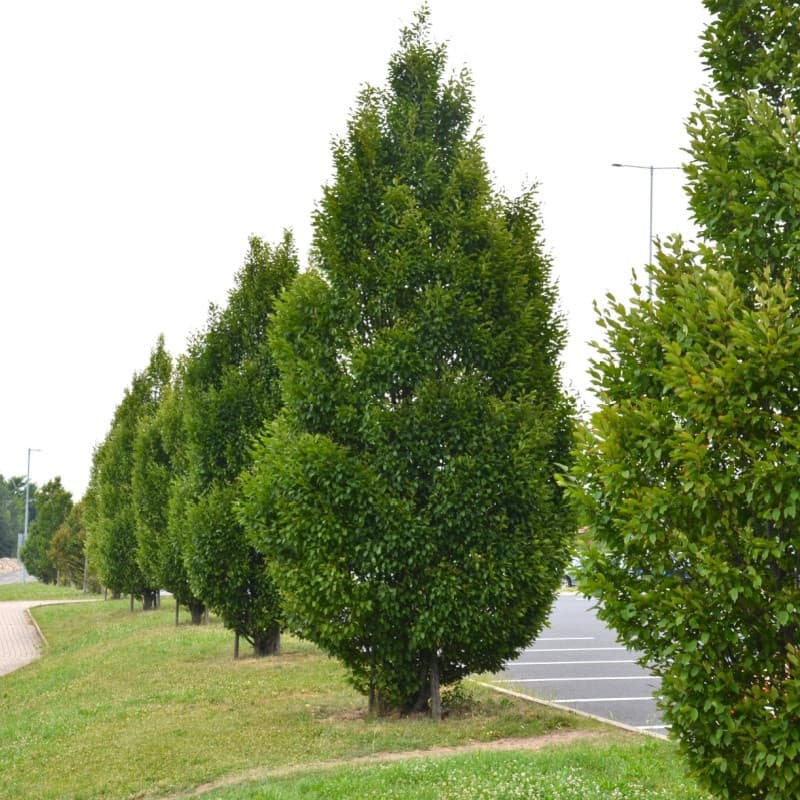 Hornbeam Tree