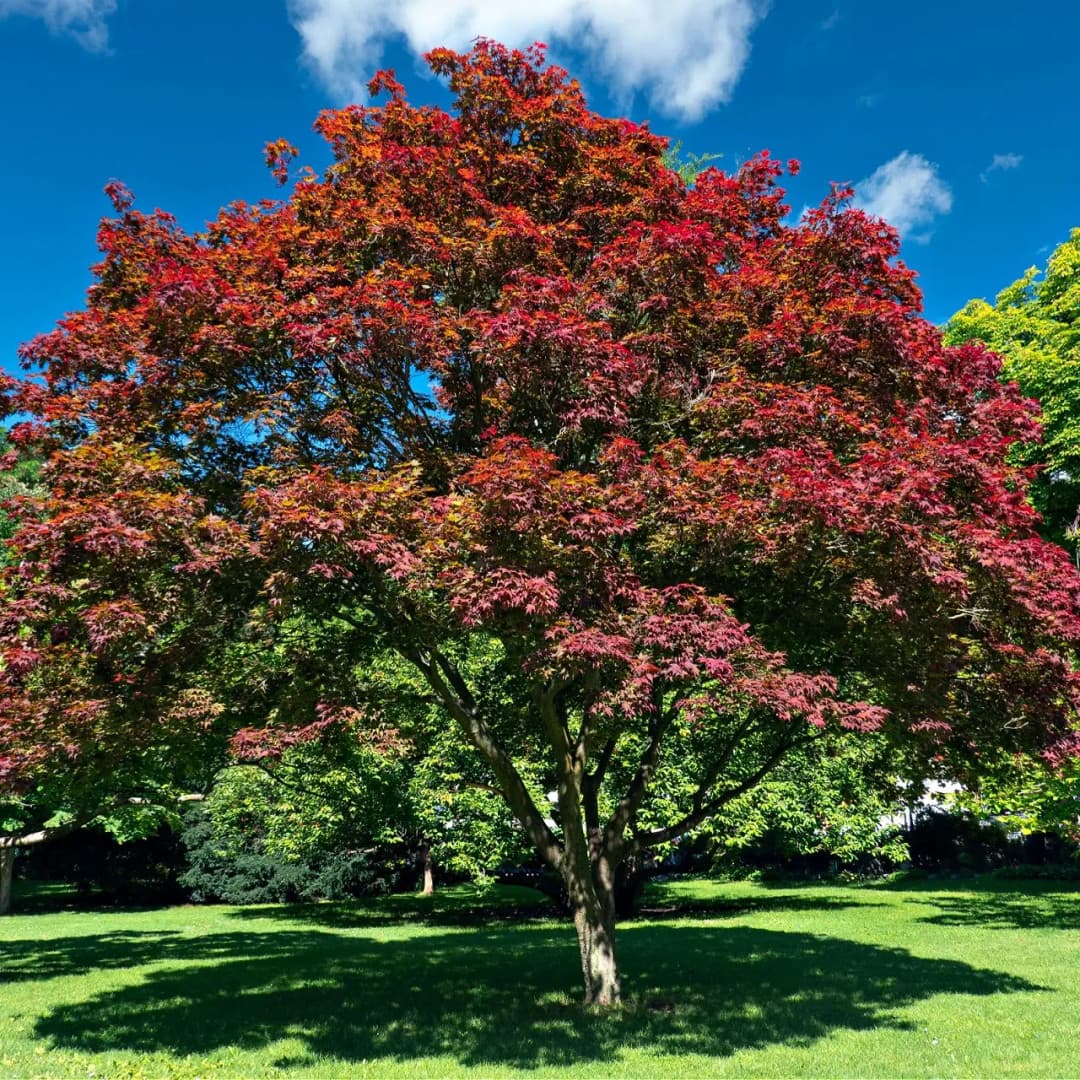 Elm Tree