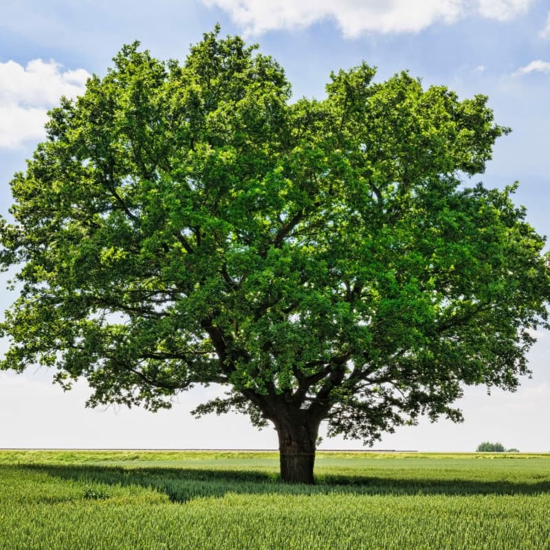 Overcup Oak Seedlings