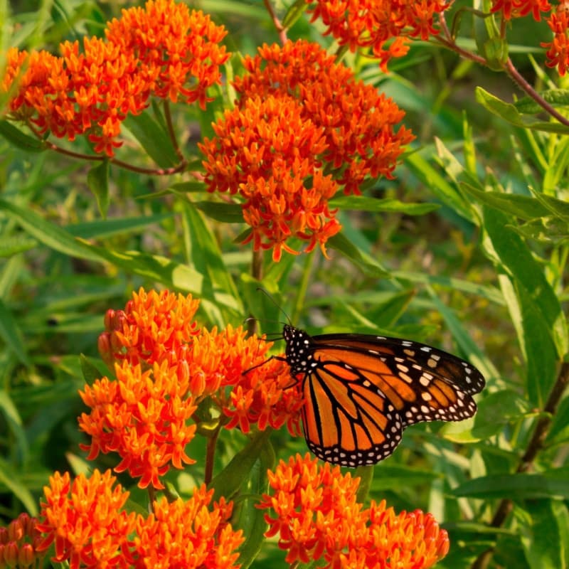 Butterfly Milkweed Plant