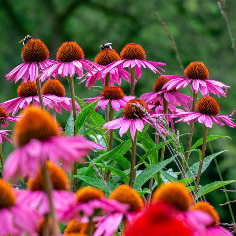 Purple Coneflower Plant
