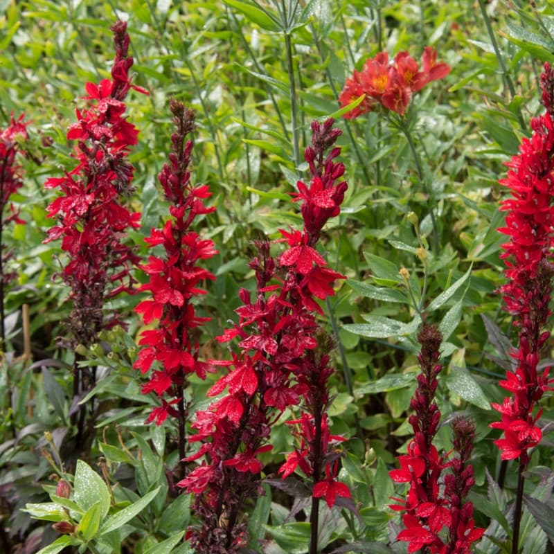 Cardinal Lobelia Plant