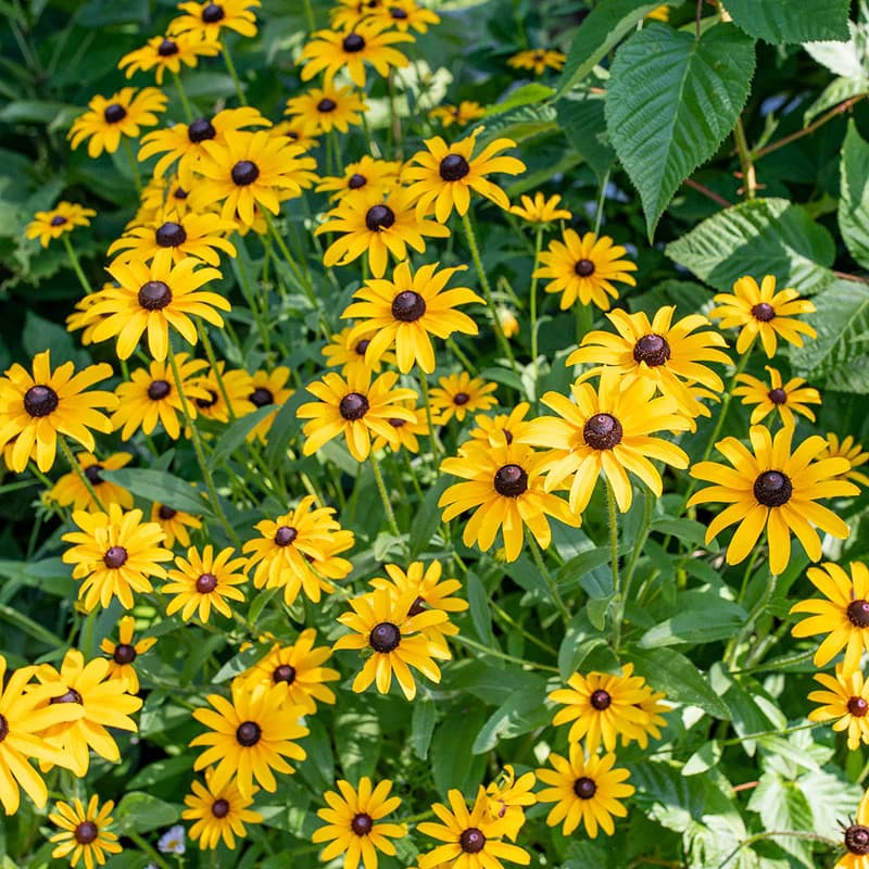 Black Eyed Susan Plant