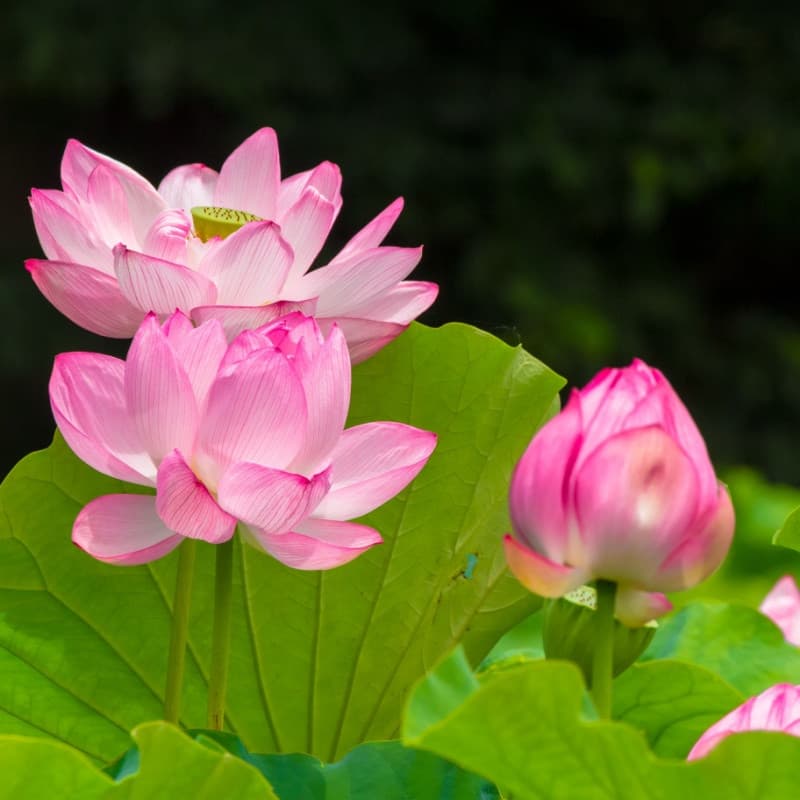 Water Lily Plant