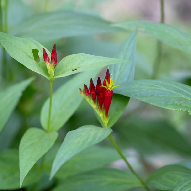 Fire Pink Plant