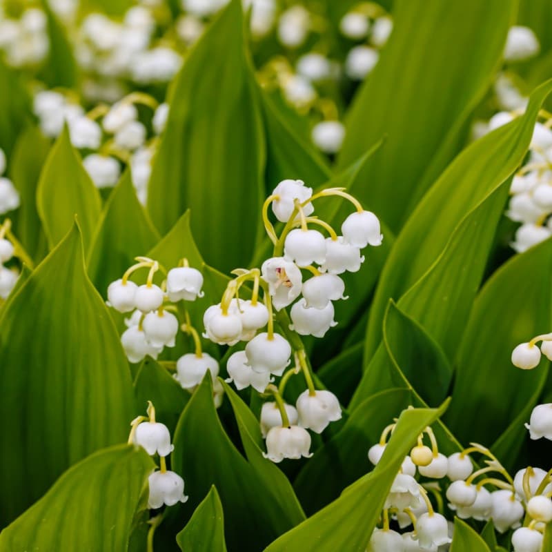 Lily Of The Valley Plant