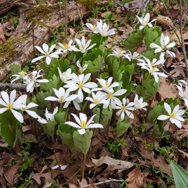 Bloodroot Plant