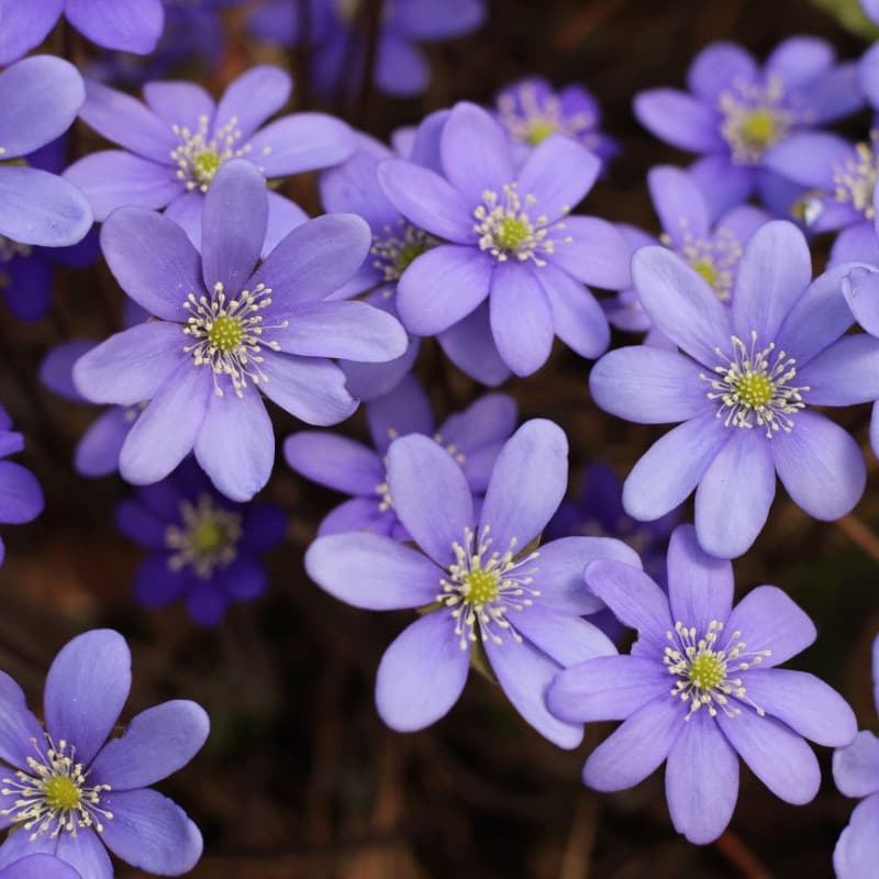 Liverwort Plant