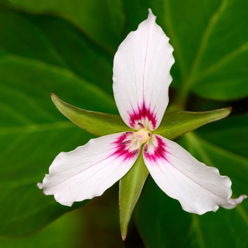 Painted Trillium Plant