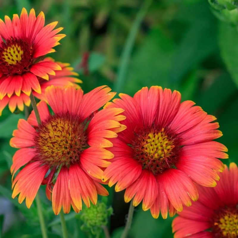 Blanket Flower Plant