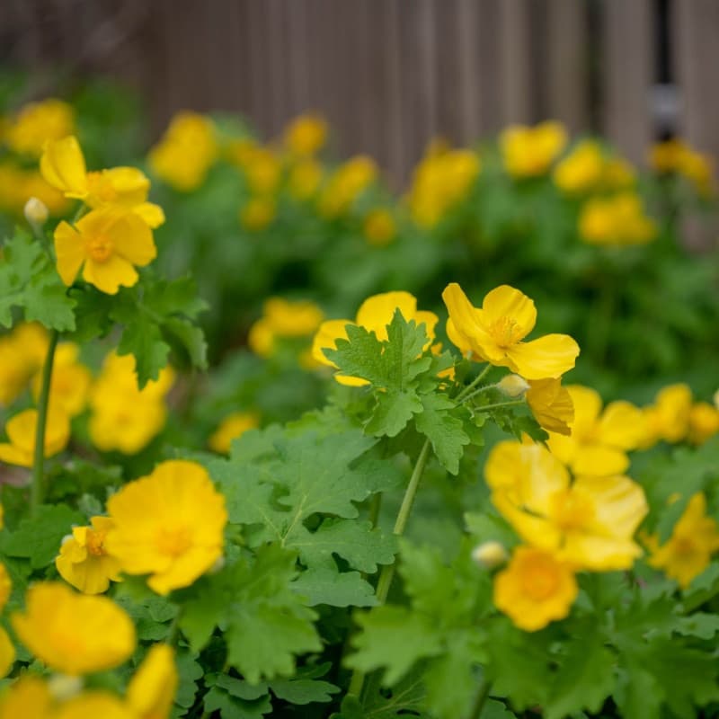Celandine Poppy Plant