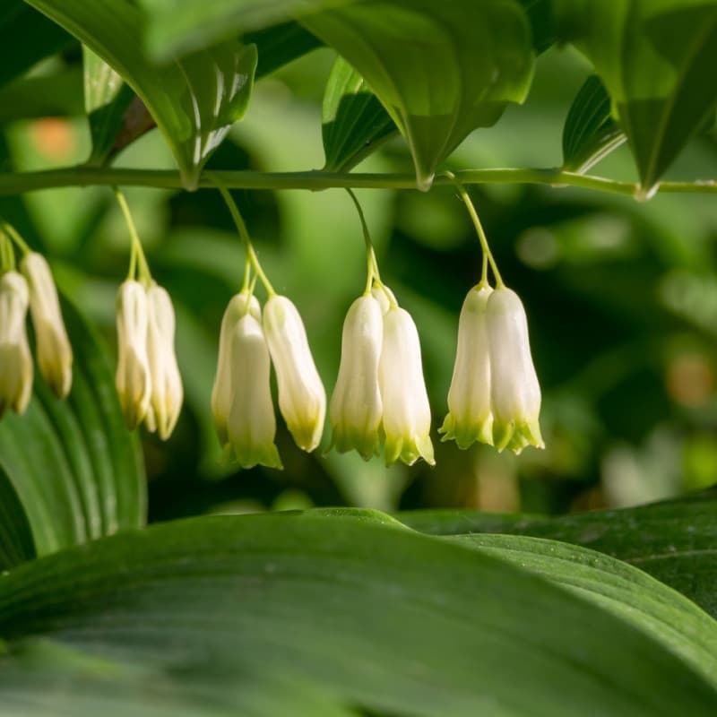 Solomon's Seal Plant