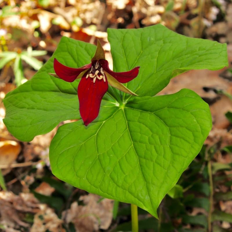 Red Wake Robin Trillium