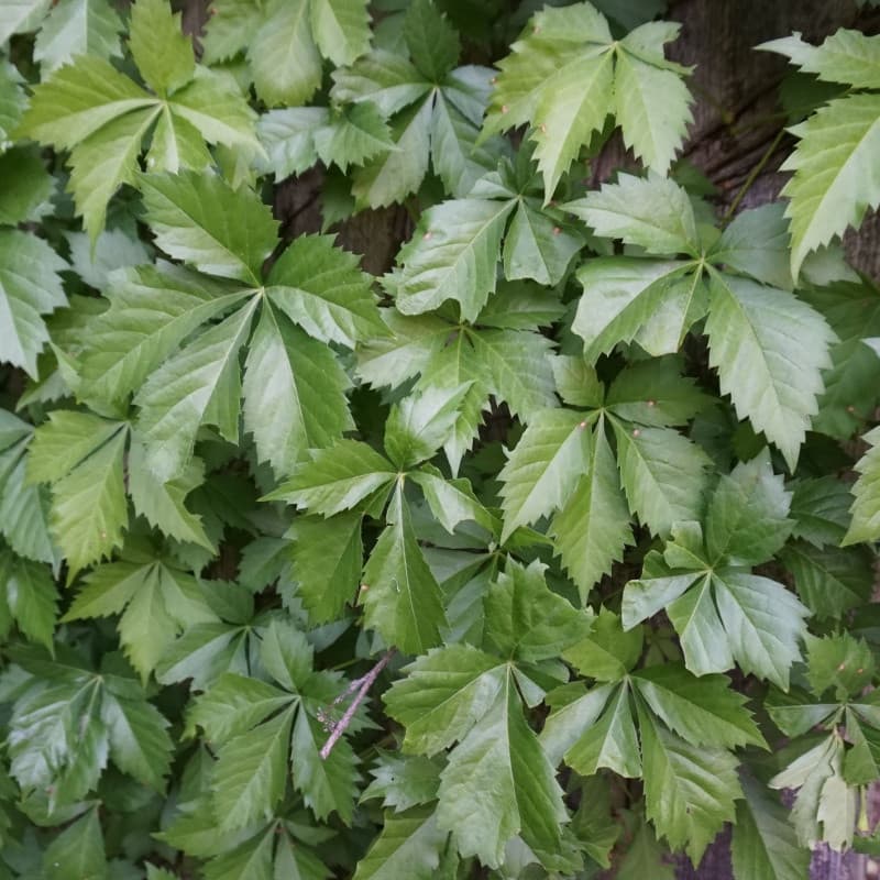 Virginia Creeper Plant
