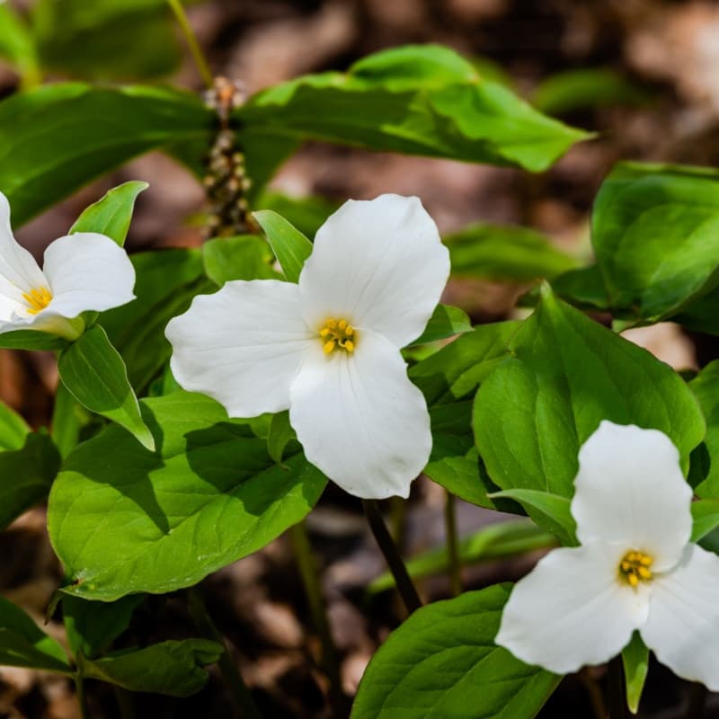 Great White Trillium