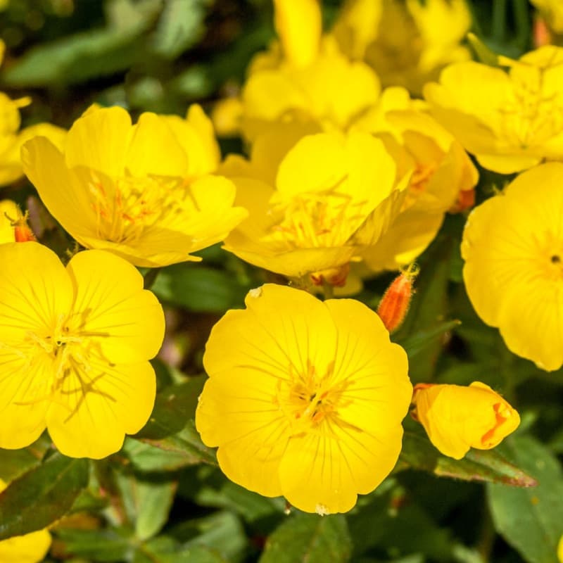 Evening Primrose Plant