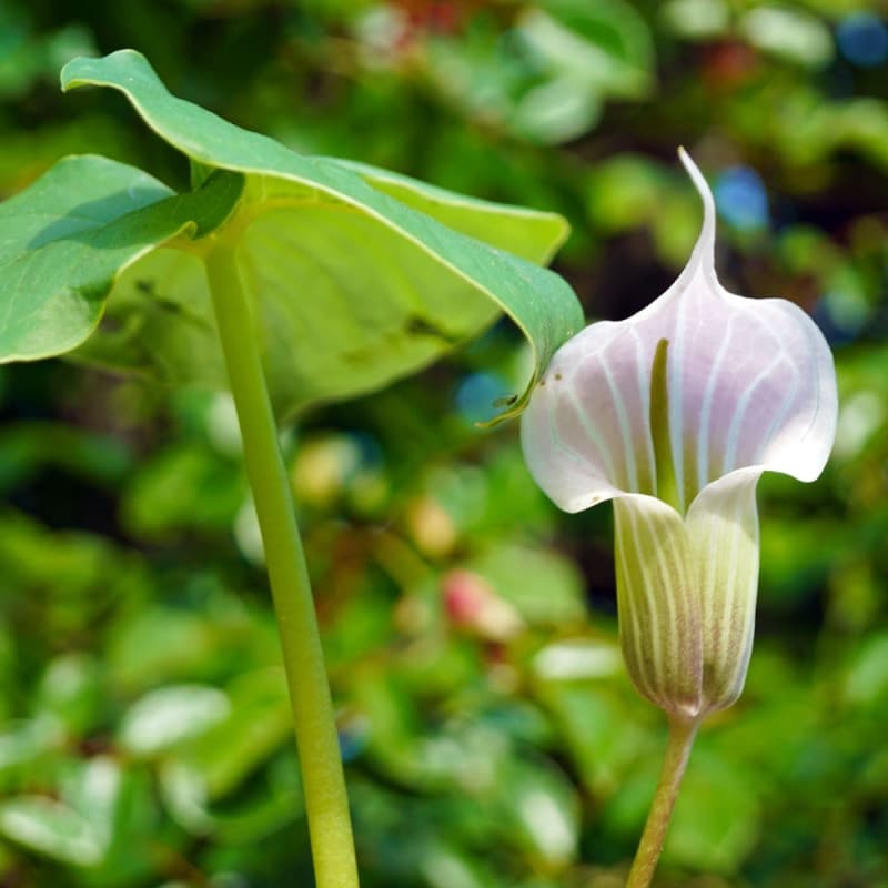 Jack In The Pulpit Plant