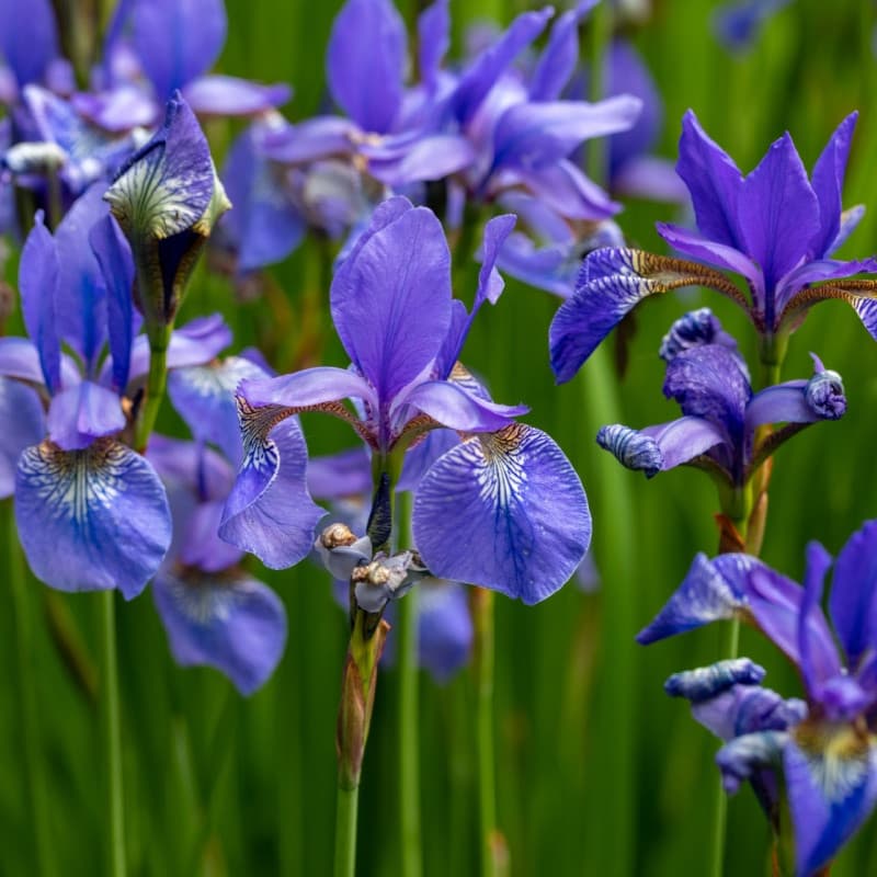 Blue Flag Iris Plant