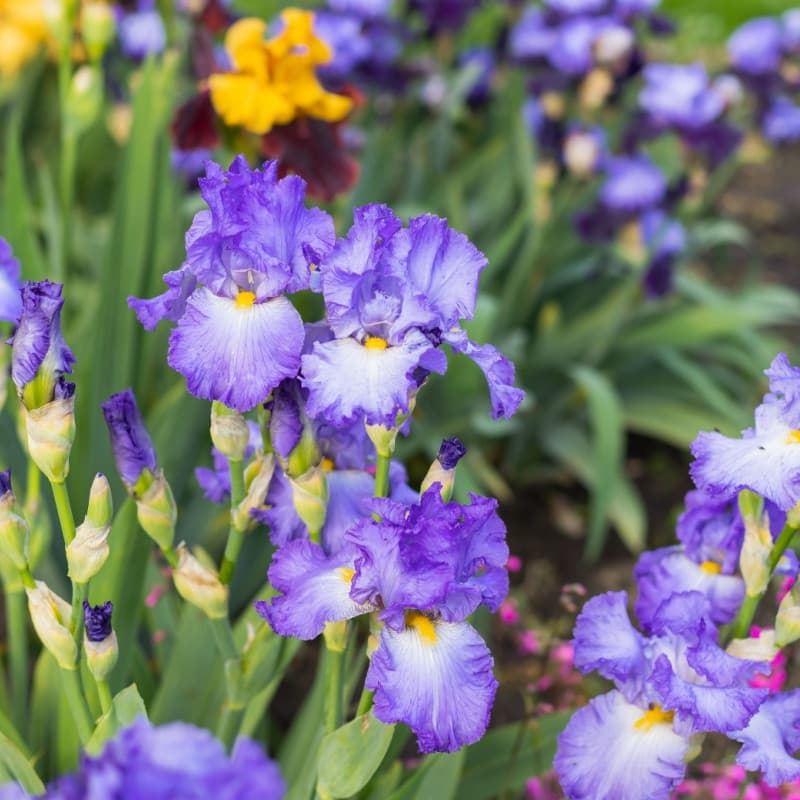 Sweet Violet Plant