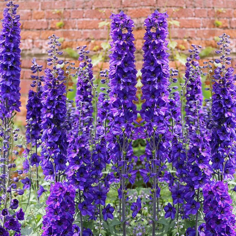 Larkspur Plant