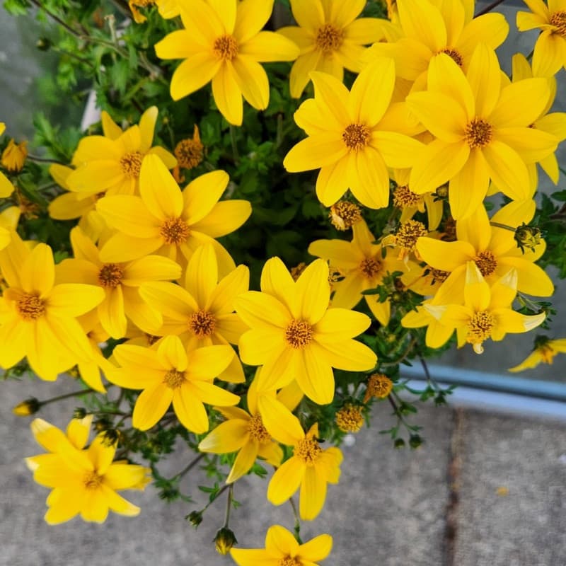 Maximilian Sunflower Plant