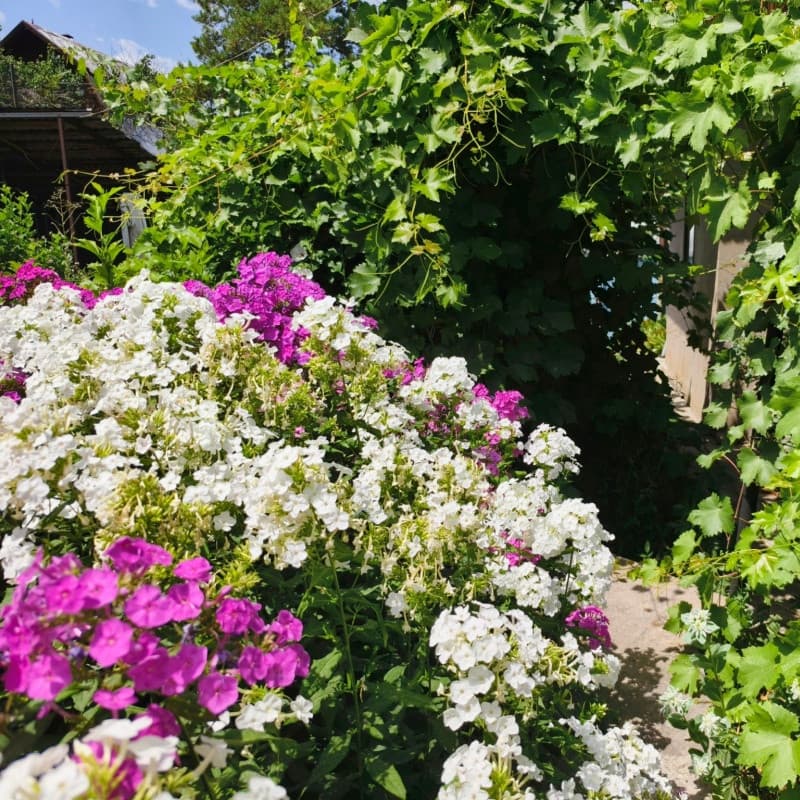 Garden Phlox
