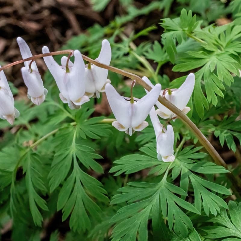 Dutchman's Breeches