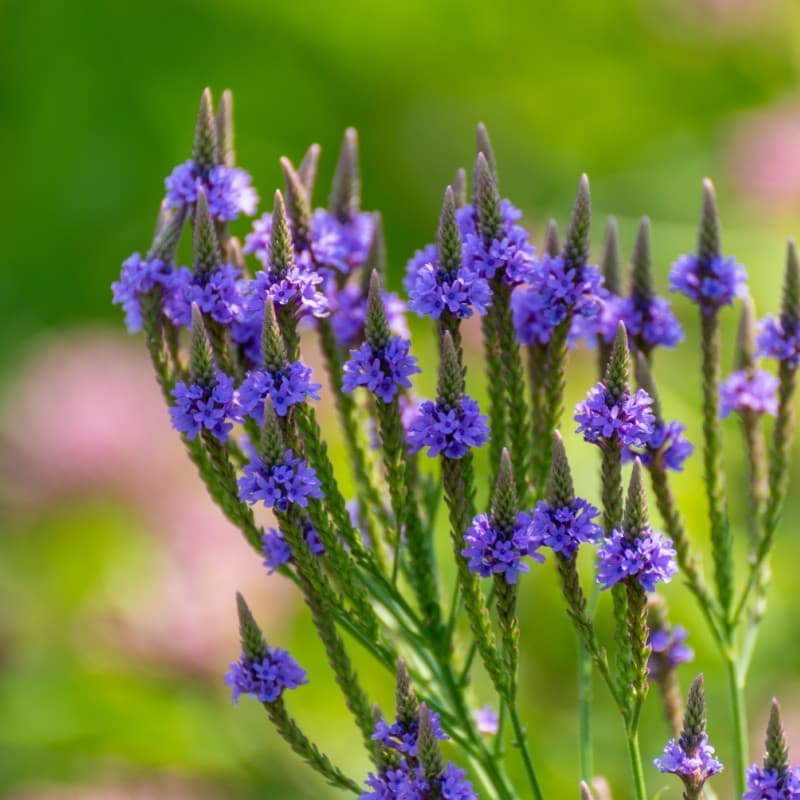 Blue Vervain