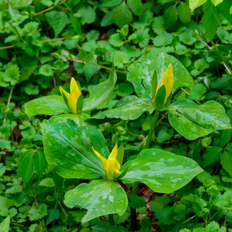 Yellow Trillium Plant