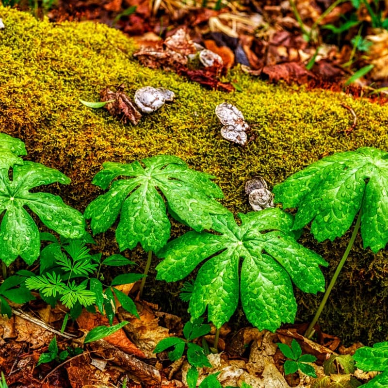 Mayapple