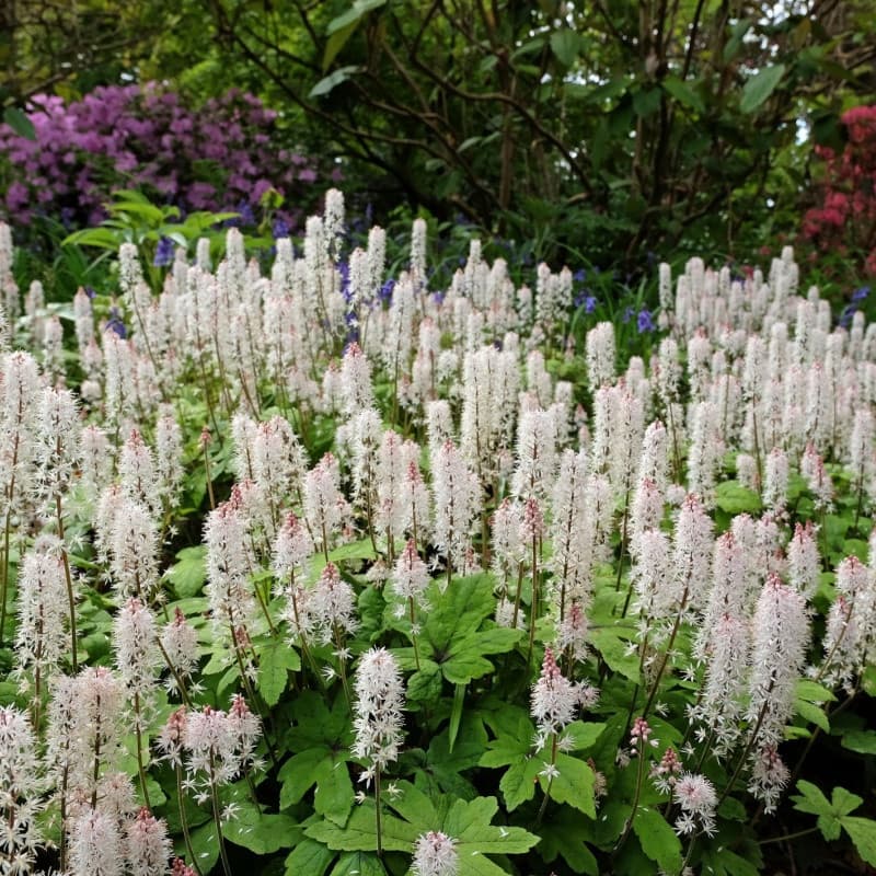 Foam Flower