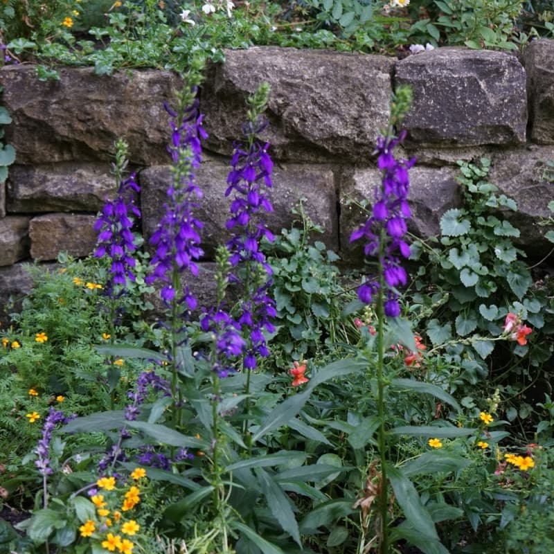 Great Blue Lobelia Plant