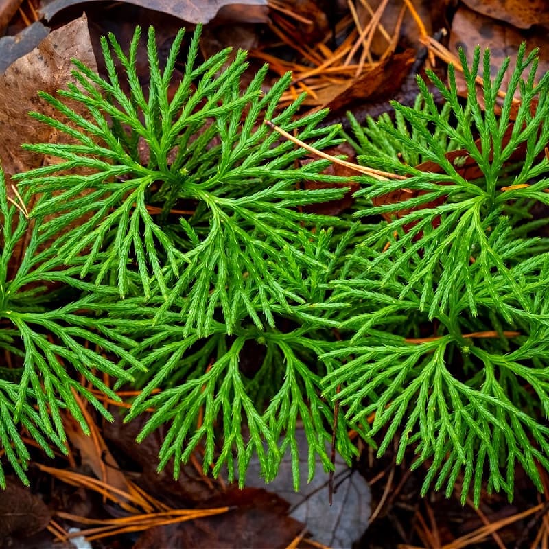 Fan Clubmoss