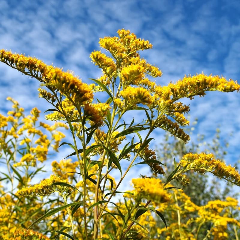 Golden Rod Plant