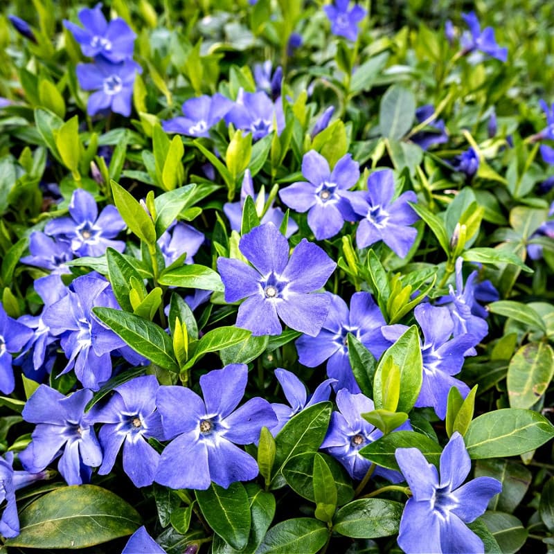 Vinca Minor Vine