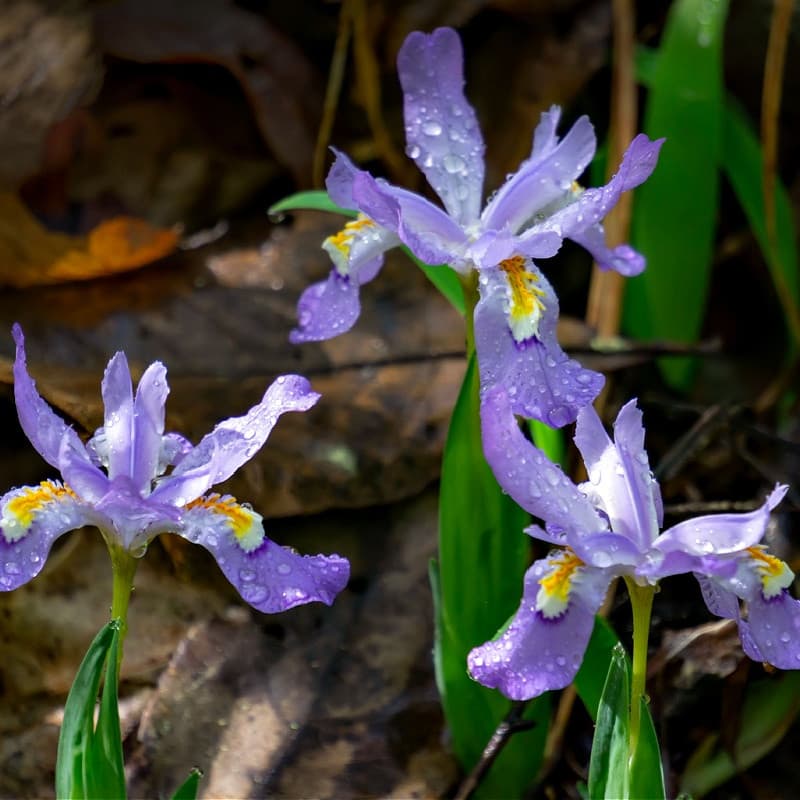 Dwarf Crested Iris