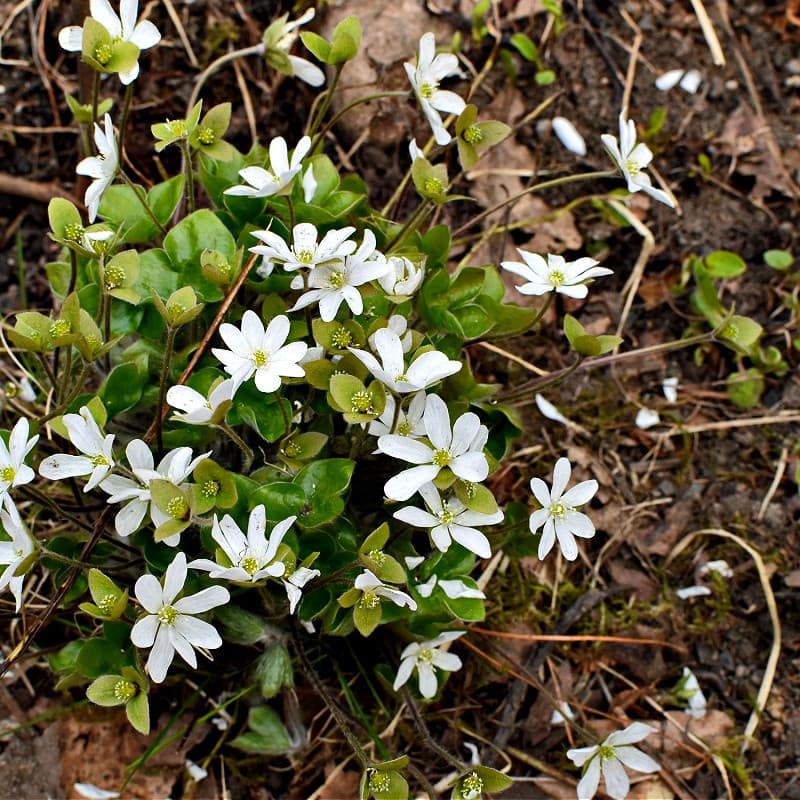 Anemone Flower
