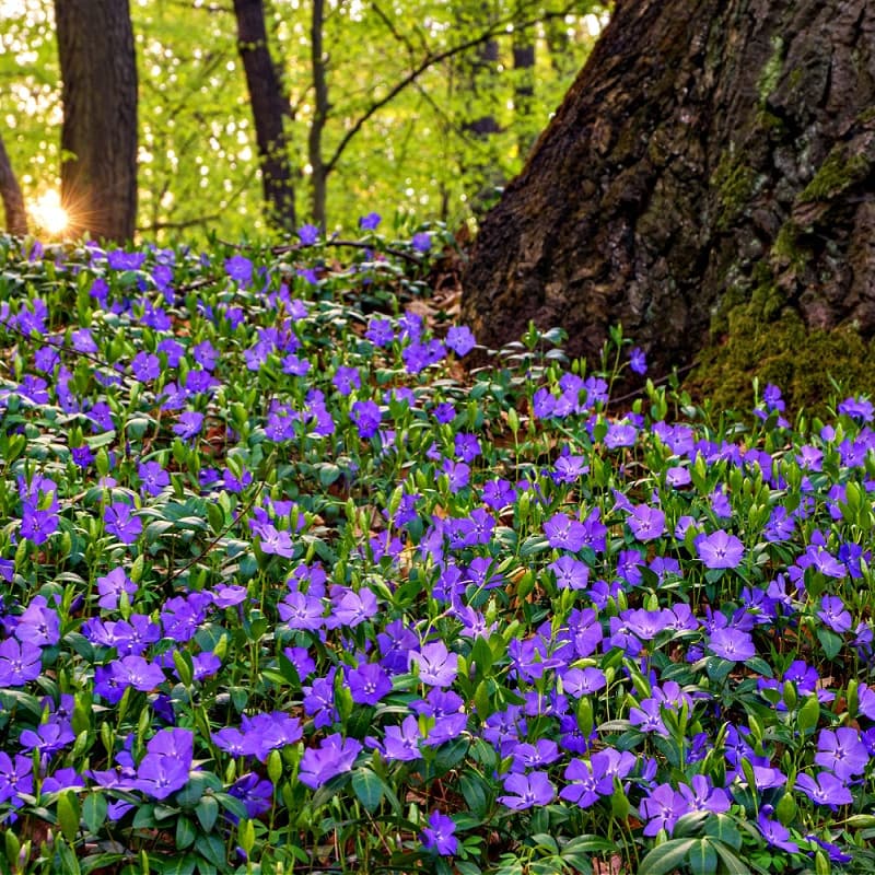 Periwinkle Plant