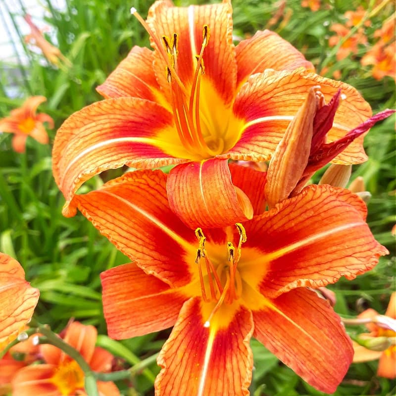 Orange Daylily
