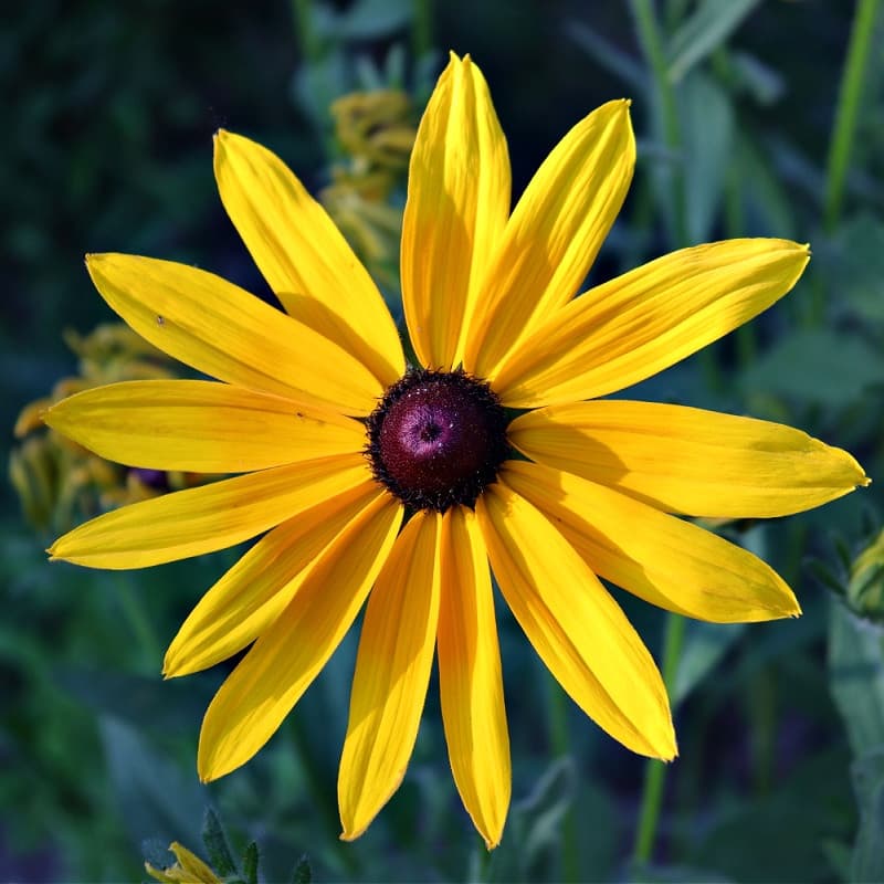 Yellow Coneflower Plant