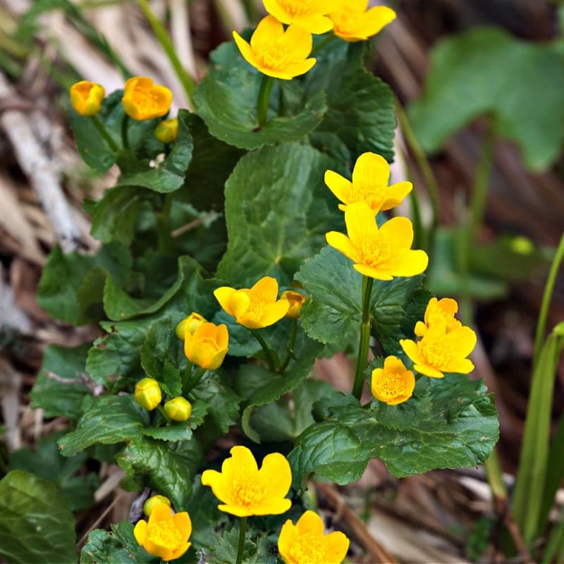 Creeping Buttercup Plant