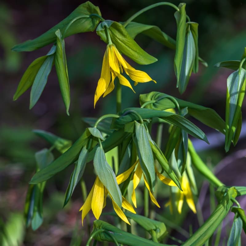 Bellflower - Bellwort Plant