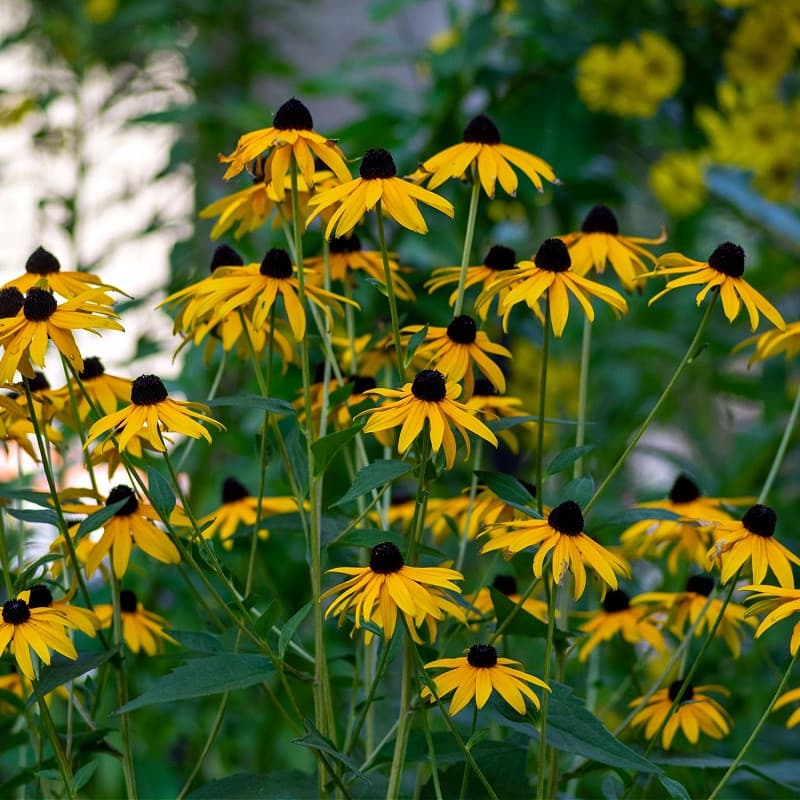 Brown Eyed Susan